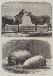 Die Internationale Viehschau in Poissy